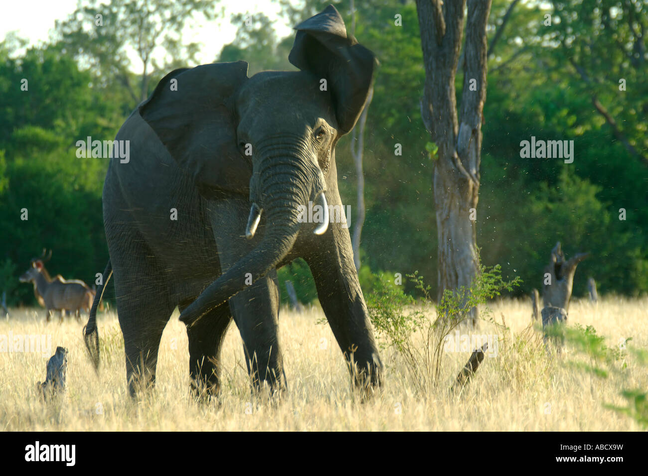 Un grande bull dell' elefante africano visualizza il suo agression scuotendo la testa ad intrusi. Foto Stock