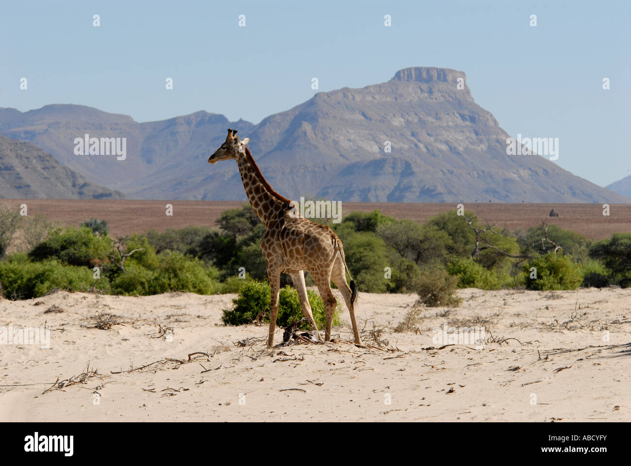 Giraffa Fiume Hoarusib Kaokoveld Namibia Africa australe Foto Stock