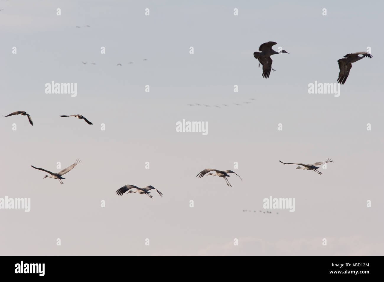 Sandhills gru migrare subito a sud di Kearney, Nebraska. Foto Stock