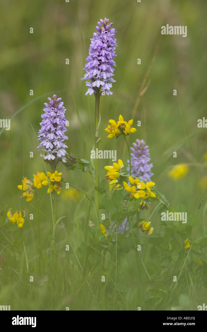 Common Spotted Orchid & Trefoil Foto Stock