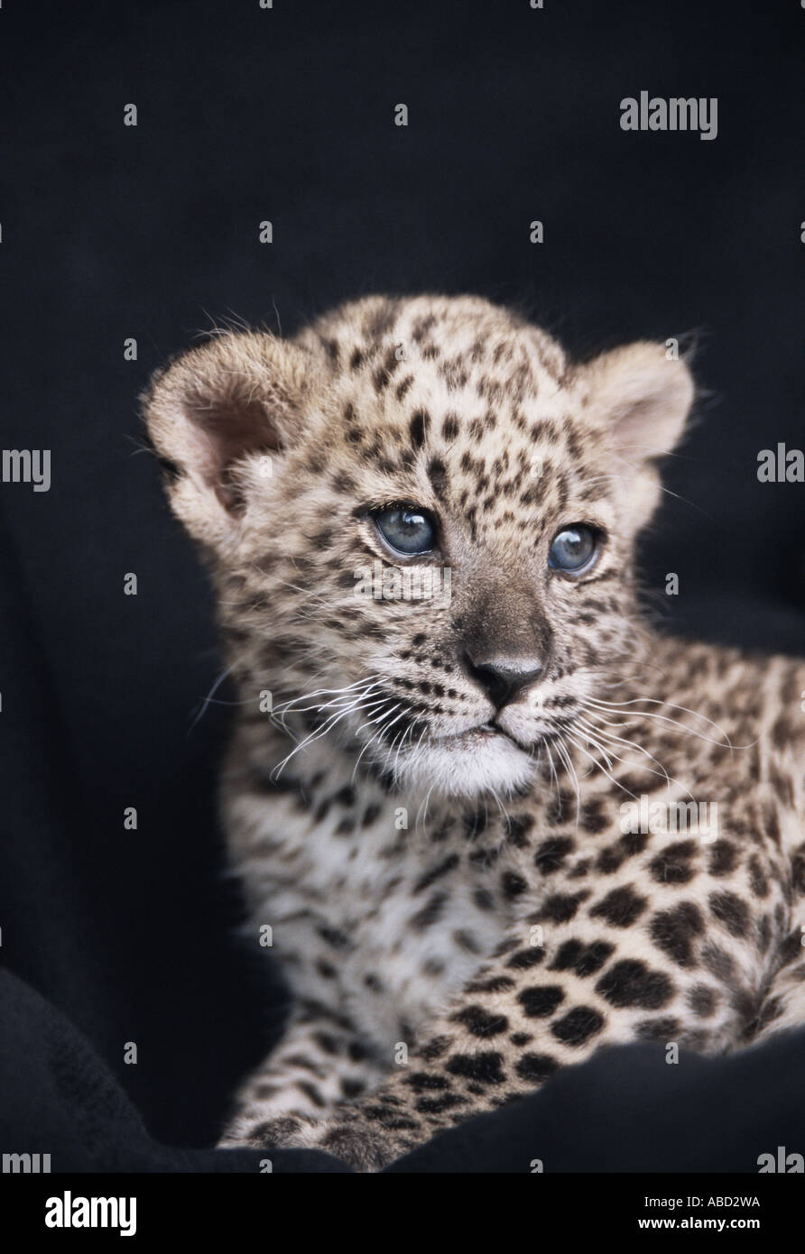 Il persiano leopard cub Foto Stock