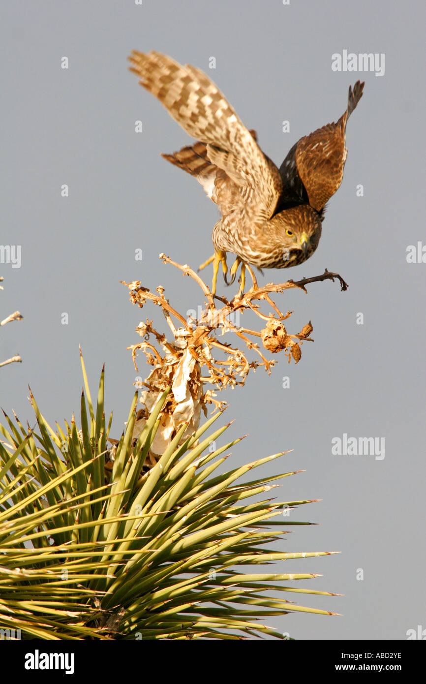 Un bambino Cooper s Hawk Accipiter cooperii in un Joshua Tree Deserto Mojave California Foto Stock