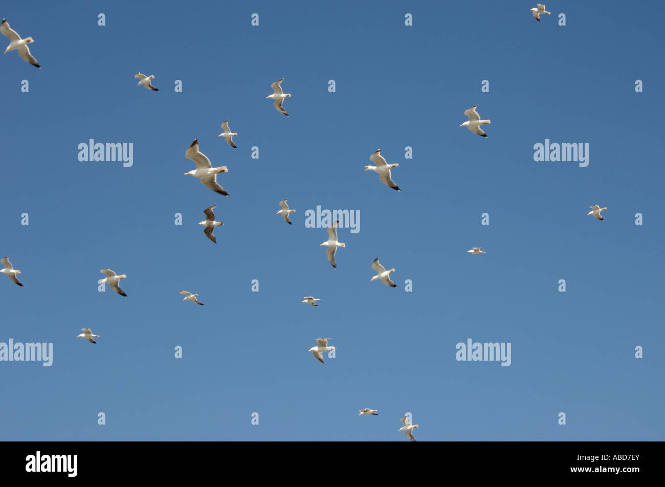 Gabbiani in volo contro il cielo blu Foto Stock