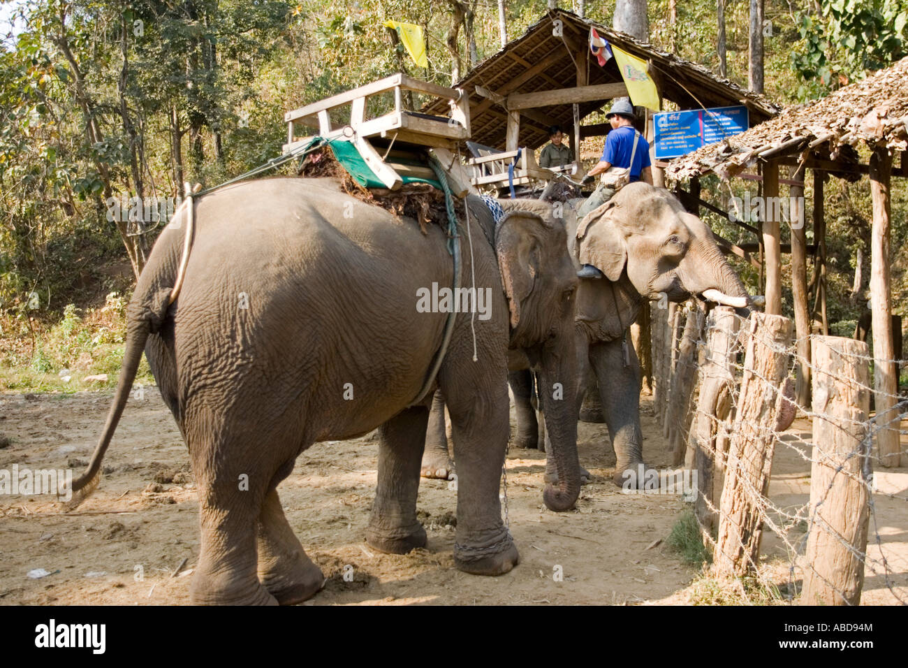 Elephant trekking camp su strada stretta vicino a Mae Hong Son nord della Tailandia Foto Stock