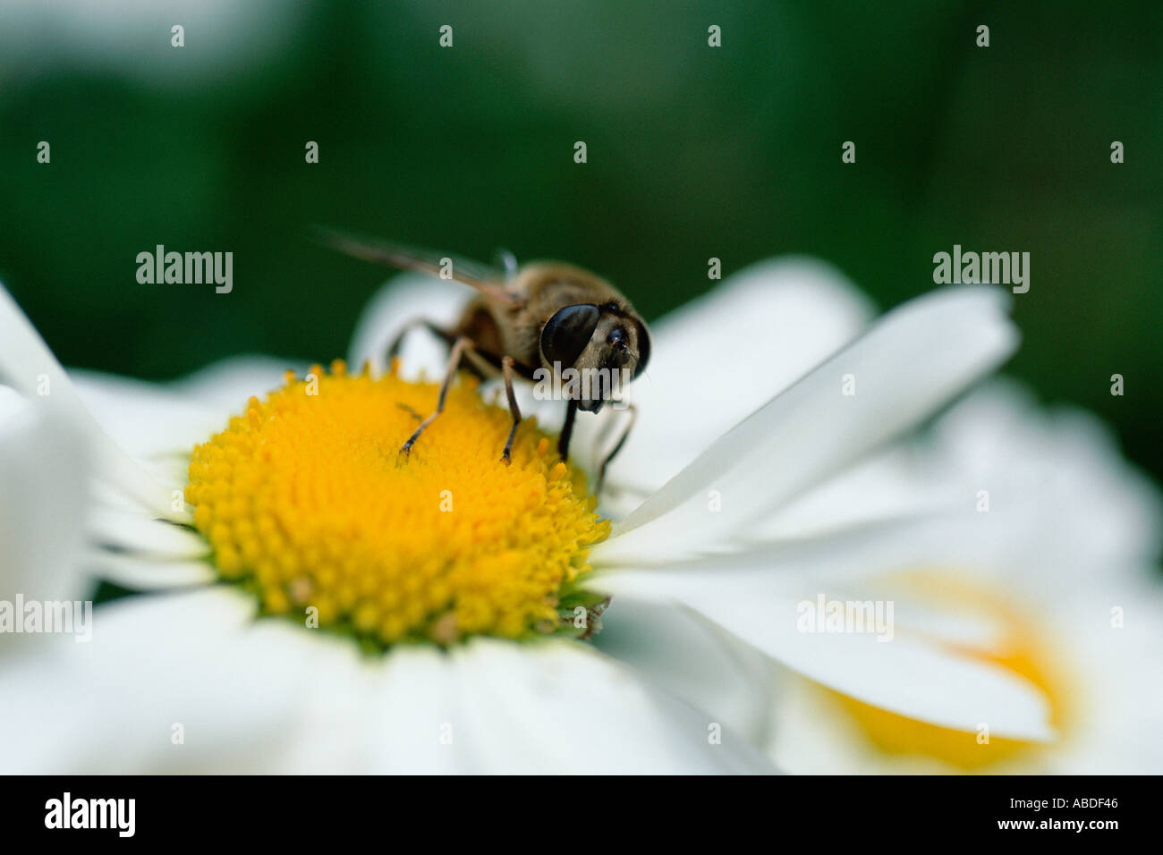 Un ape su una margherita Foto Stock