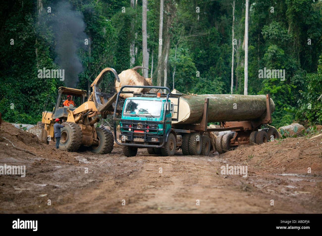 Caricamento della foresta pluviale enormi tronchi abbattuti di mogano africano sul caricatore, la Repubblica del Congo Foto Stock