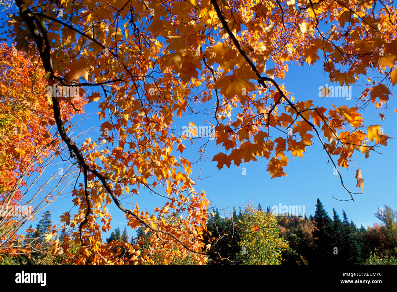 Zelanda Campeggio in caduta Cohos Trail maple Acer saccharum Montagna Bianca N F NH Foto Stock