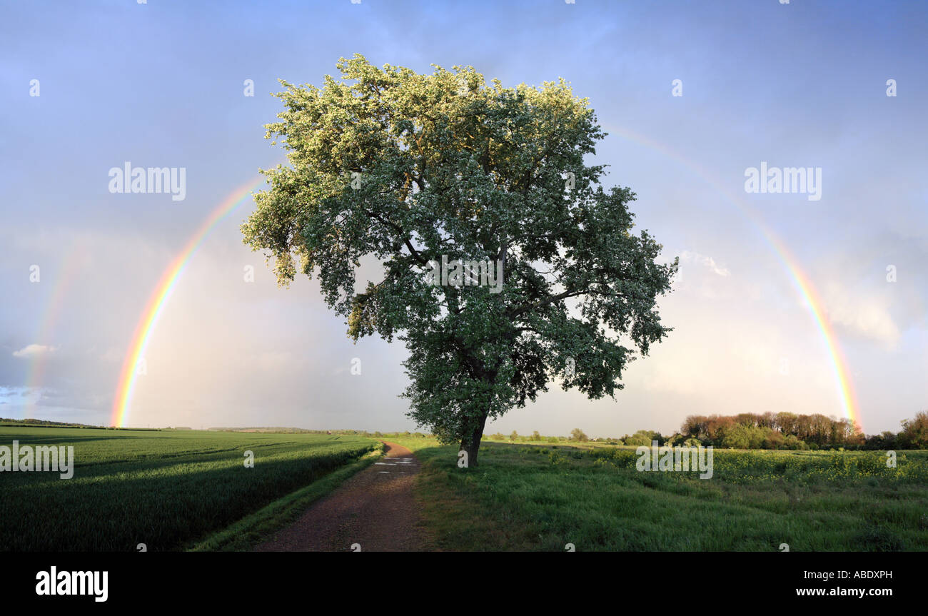 Doppia 'Rainbow' su albero Foto Stock