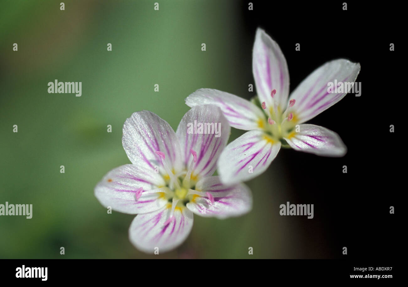 Bellezze della molla Claytonia virginica in un vecchio crescita bosco di latifoglie Foto Stock