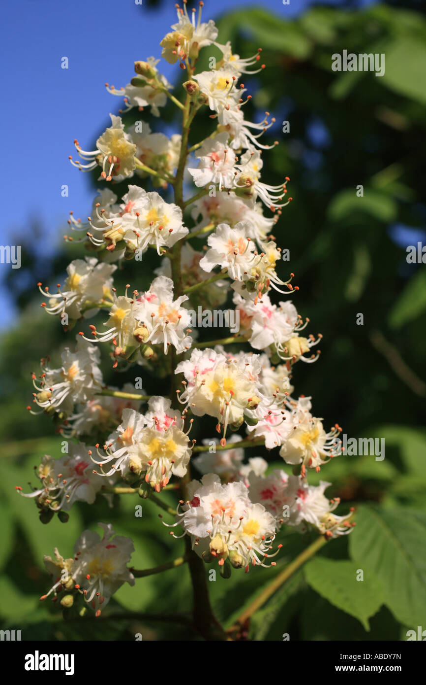 'Cavallo castagno' Fiore a cono Foto Stock