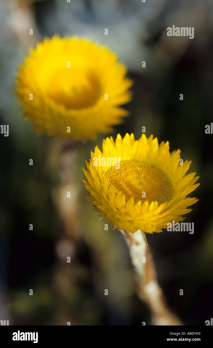 Coppia di everlastings giallo da Hogsback, Sud Africa Foto Stock