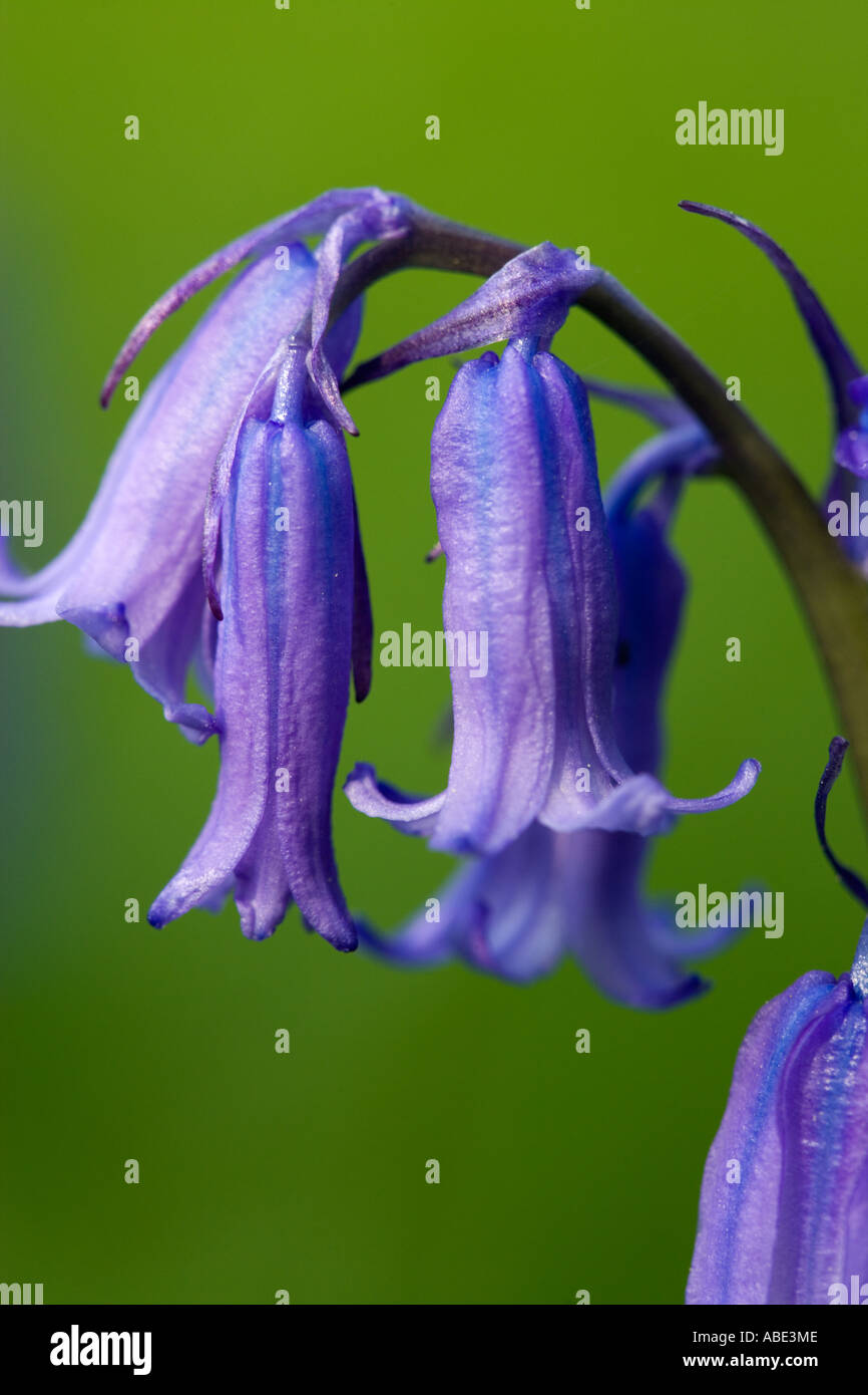Bluebell, Hyacinthoides non scripta Foto Stock Bluebell, Hyacinthoides non scripta Foto Stock