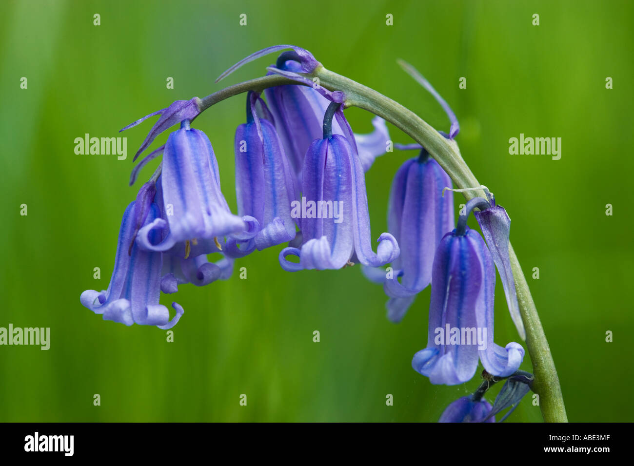 Bluebell, Hyacinthoides non scripta Foto Stock