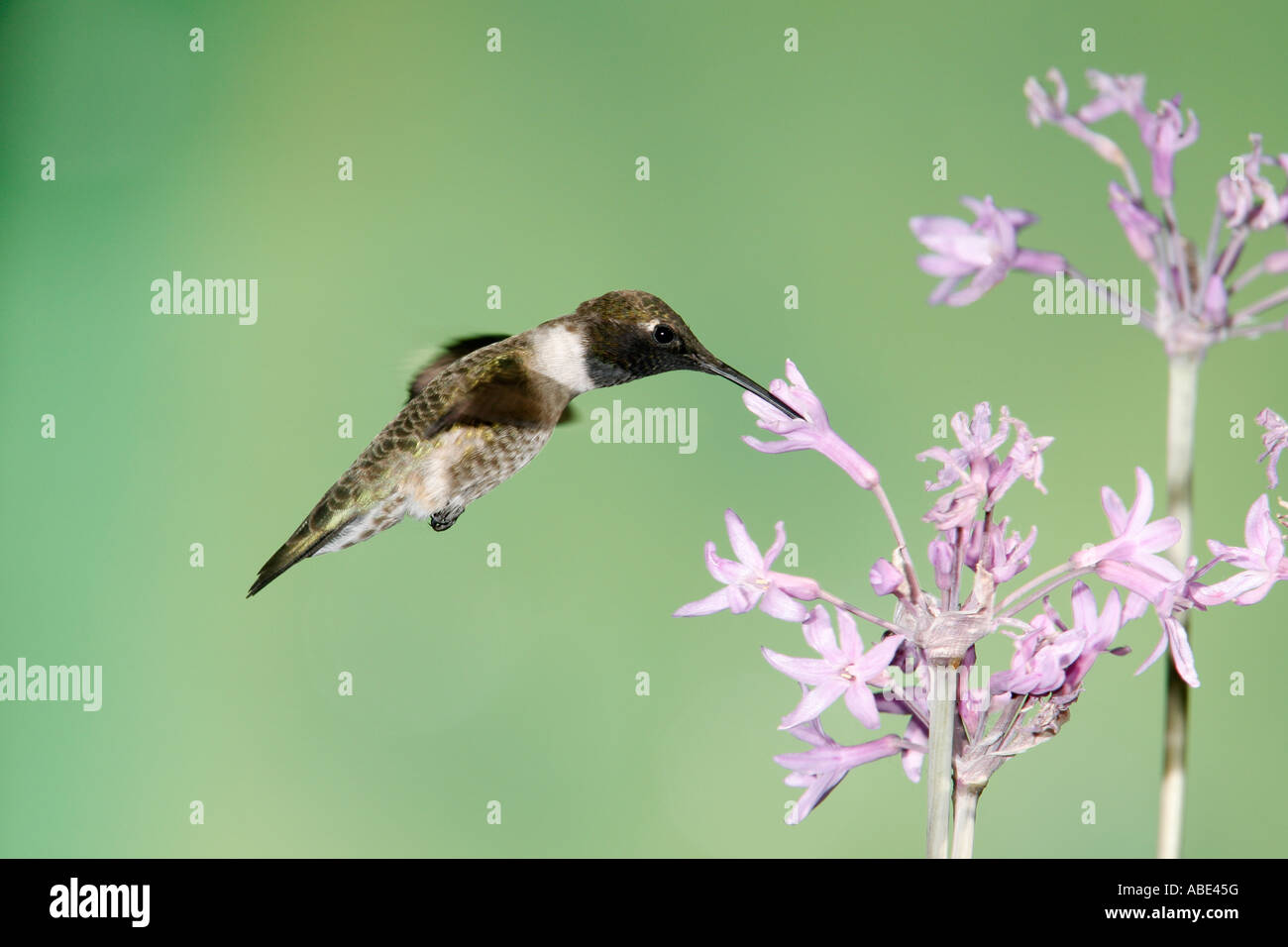 Black chinned Hummingbird getting nettare dei fiori Foto Stock