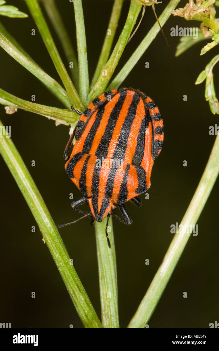 Graphosoma iltalicum sulla pianta umbellifera Foto Stock
