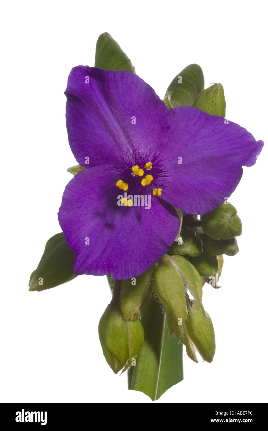 Spiderwort Tradescantia Andersoniana gruppo Flowerhead Surrey in Inghilterra possono Foto Stock