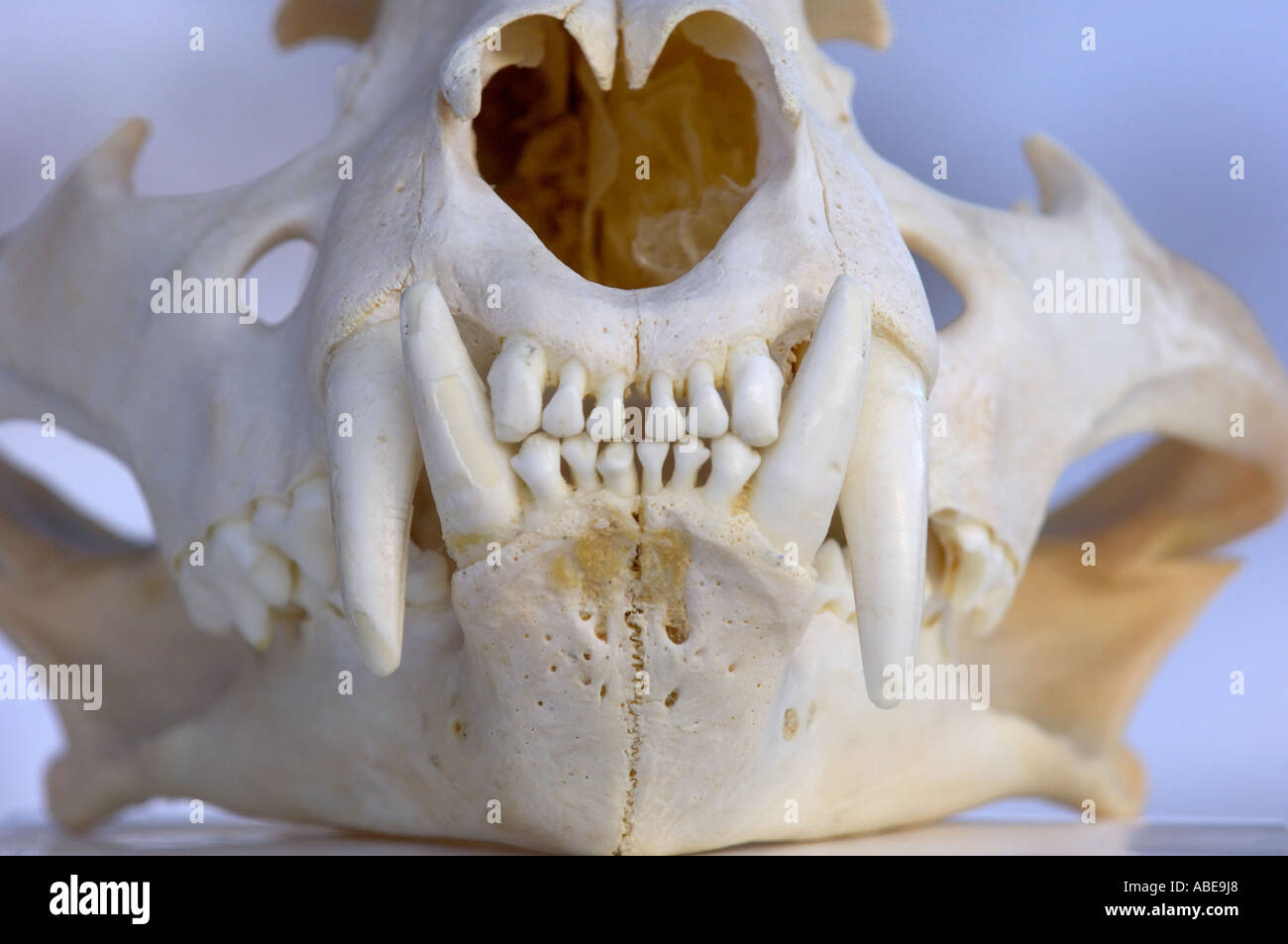 Tigre del Bengala cranio Panthera tigris vista anteriore che mostra i denti Foto Stock