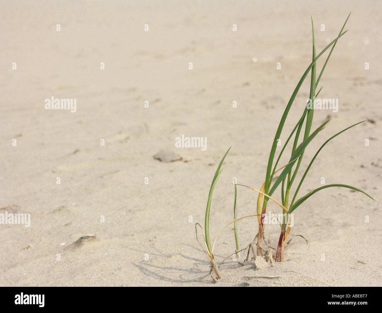 Lama di erba nel deserto Foto Stock