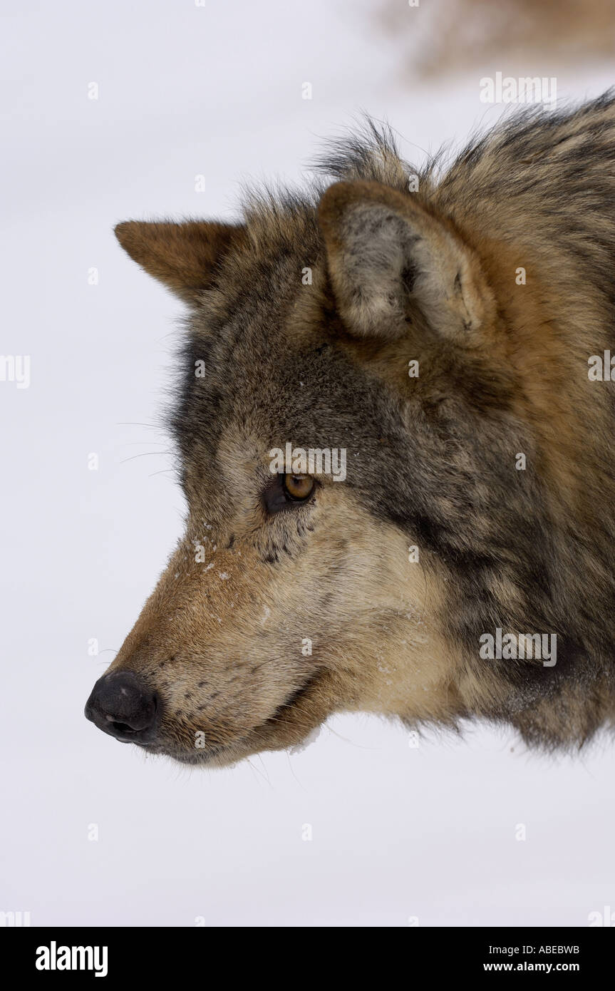 North American Timber Wolf Canus lupus fino in prossimità della faccia da lato Montana USA Foto Stock