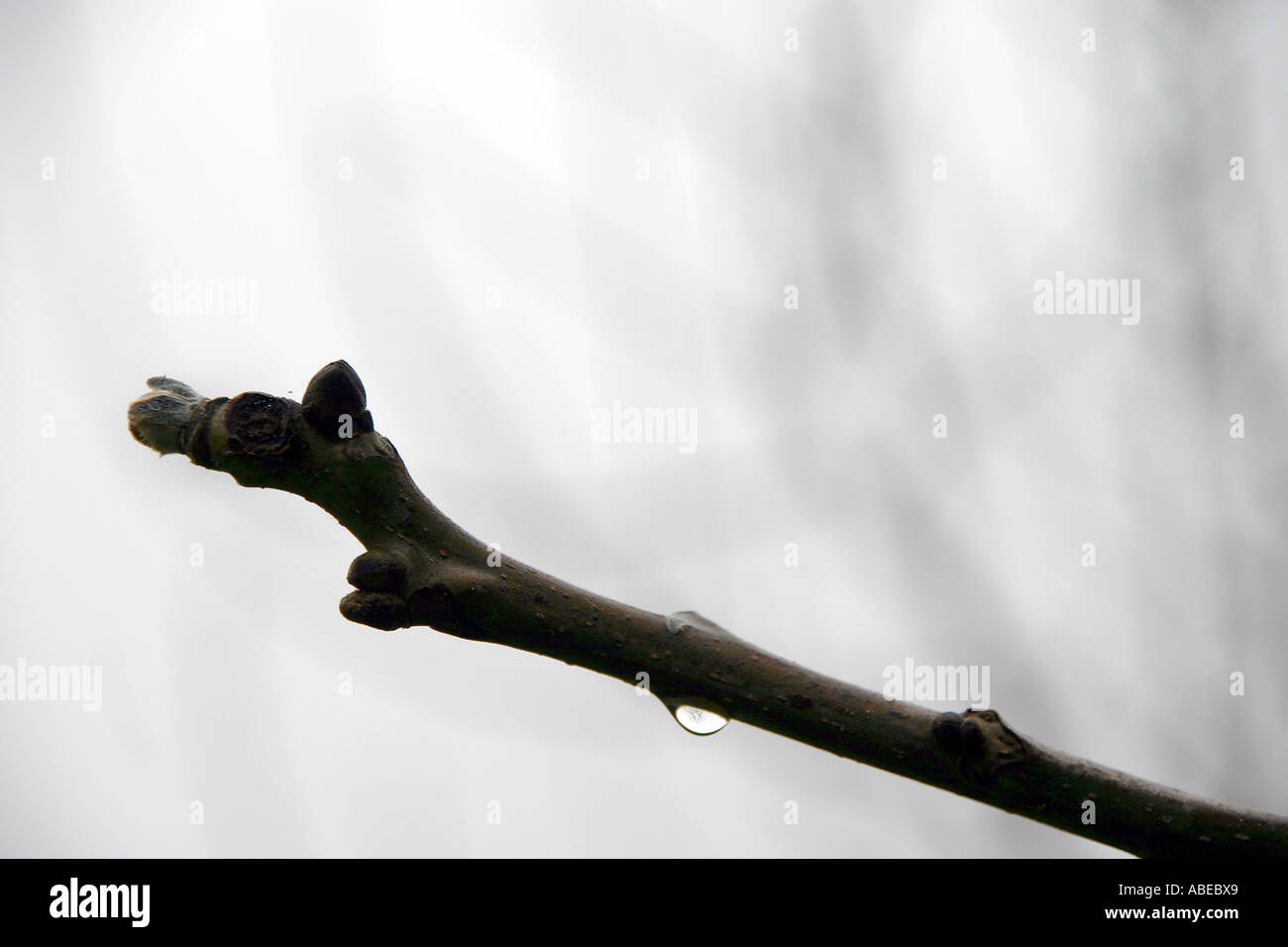 Gocce d'acqua su un ramo in inverno Foto Stock