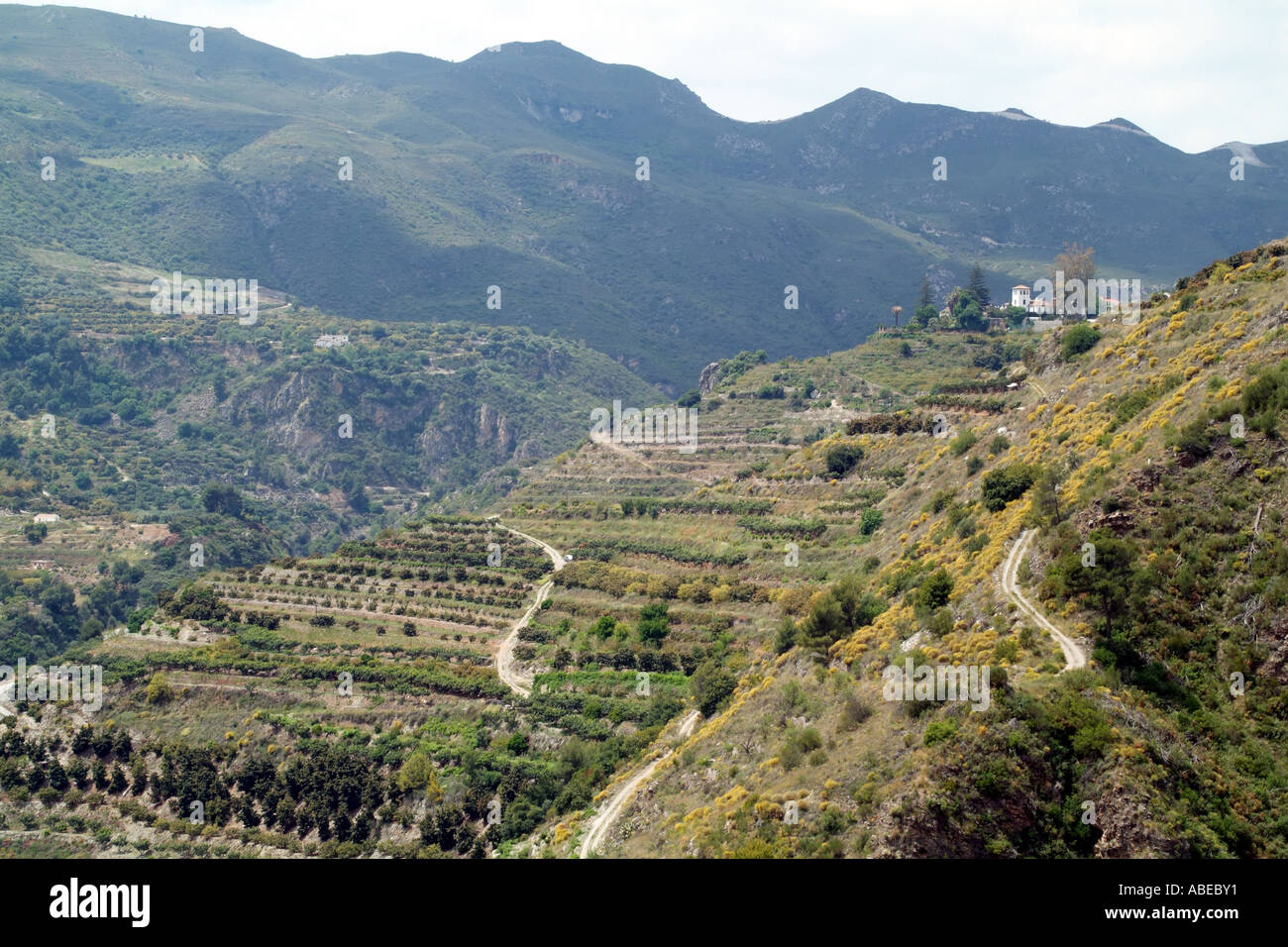 Agricoltura terrazzati Spagna del sud Europa Foto Stock