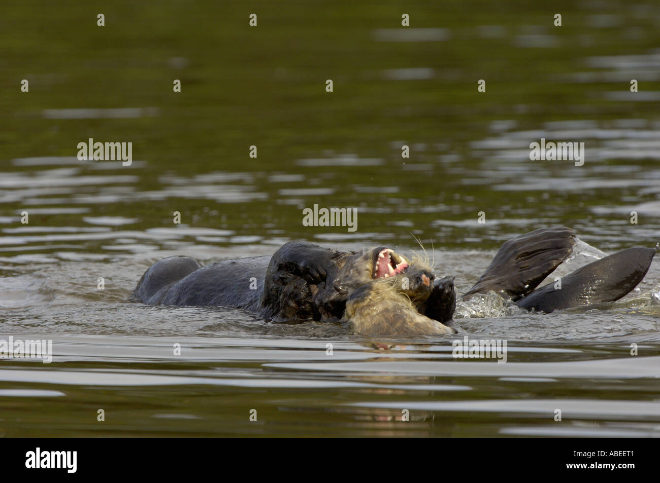 Sea Otter Enhydra lutris coniugata in acqua Monterey USA Foto Stock