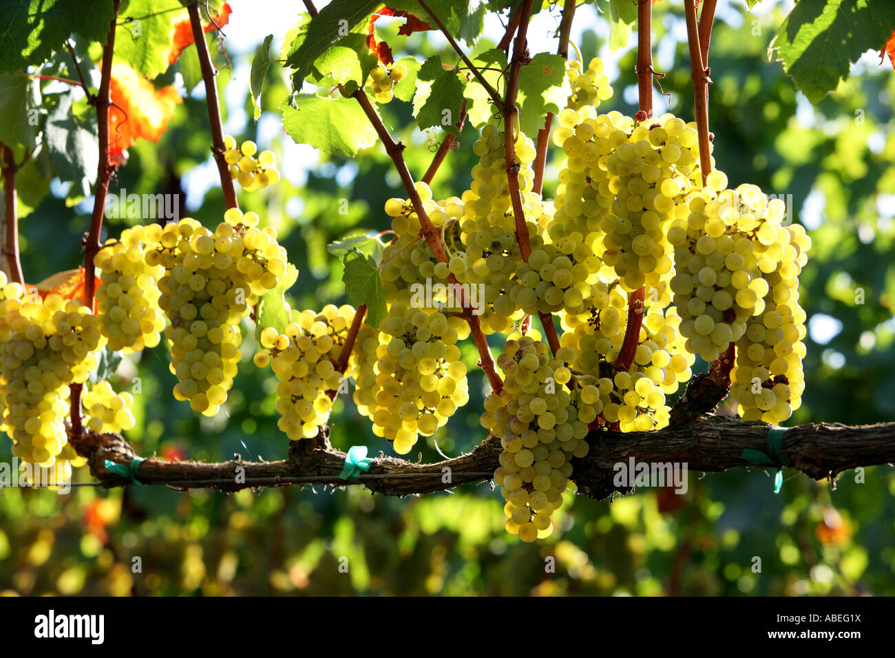 La contea di Napa, Chardonnay uve da vino, i vigneti di Napa Valley Foto Stock