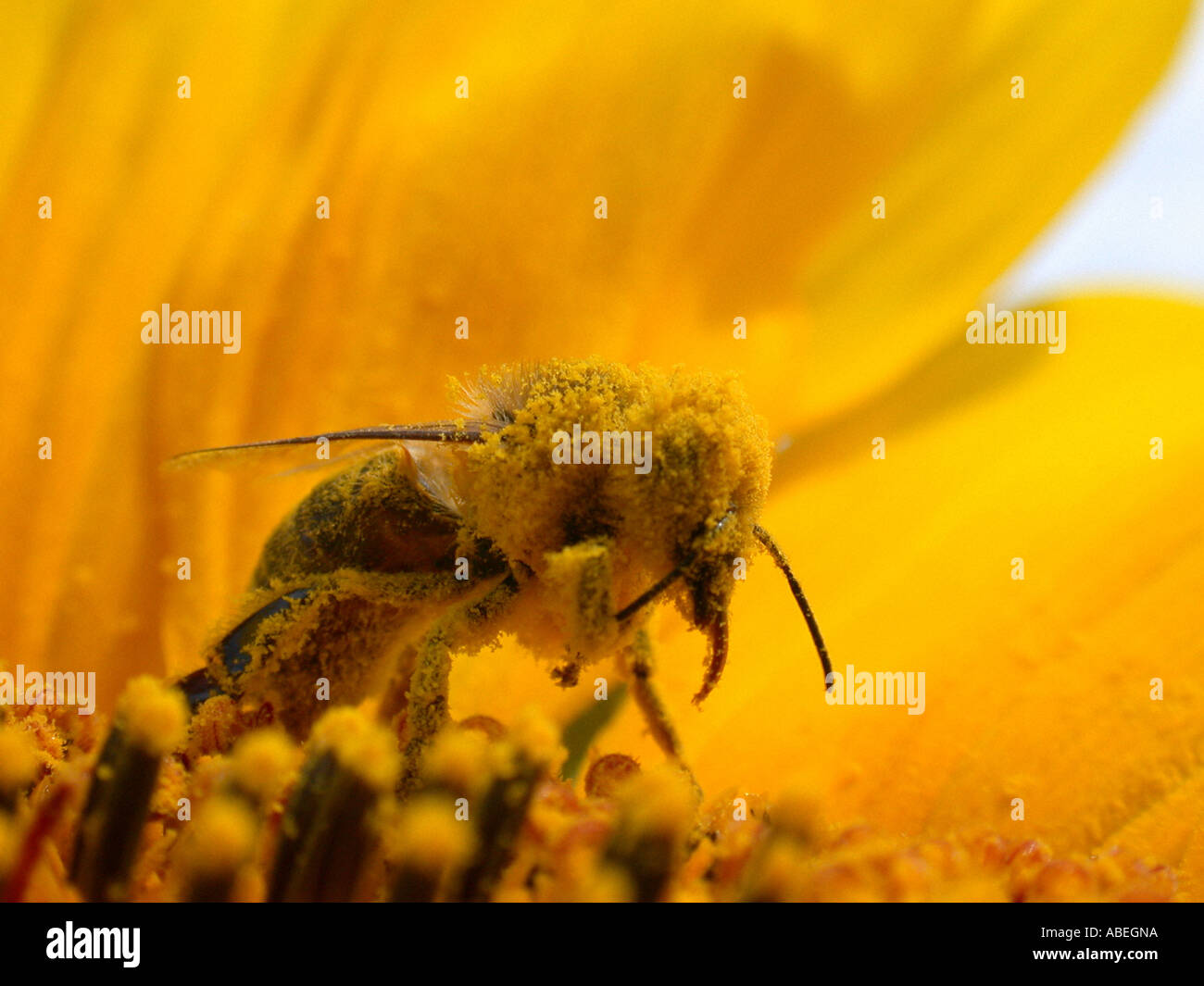 Bee raccoglie il polline Foto Stock