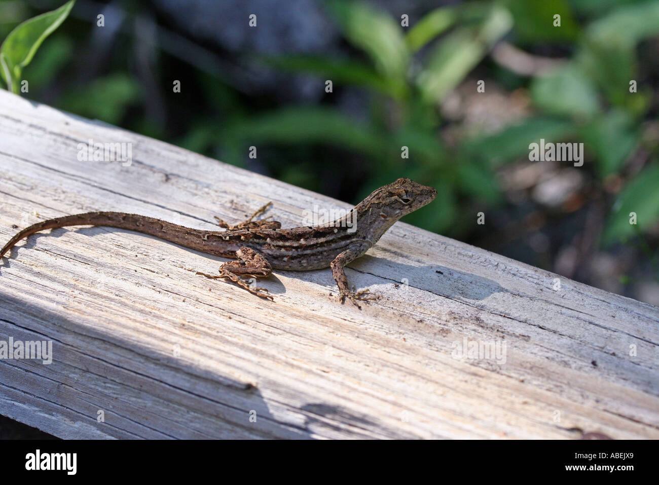 Geco su un legname Foto Stock