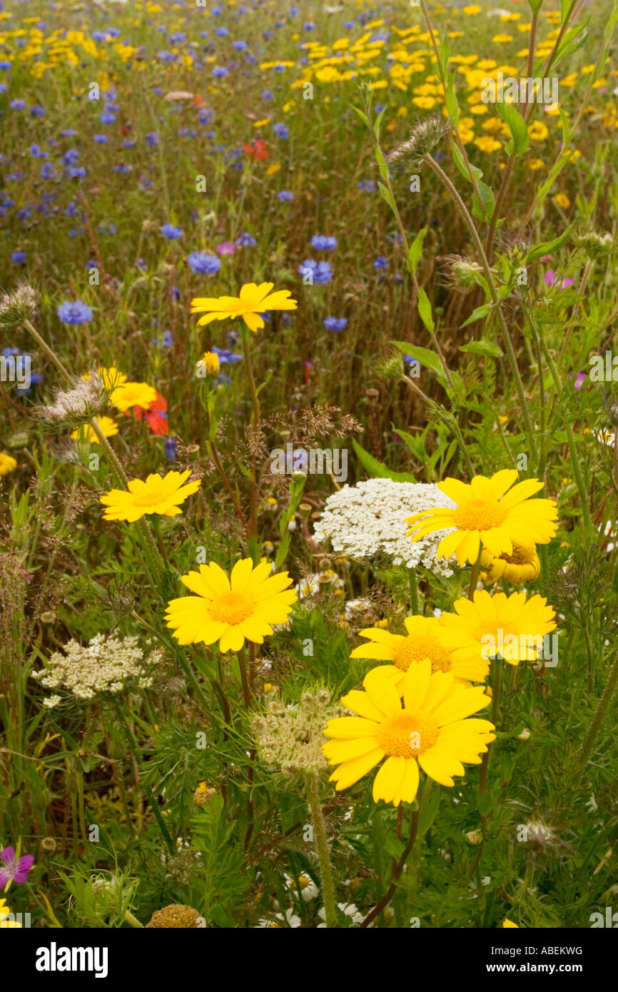 Prato di fiori selvaggi in piena fioritura Foto Stock