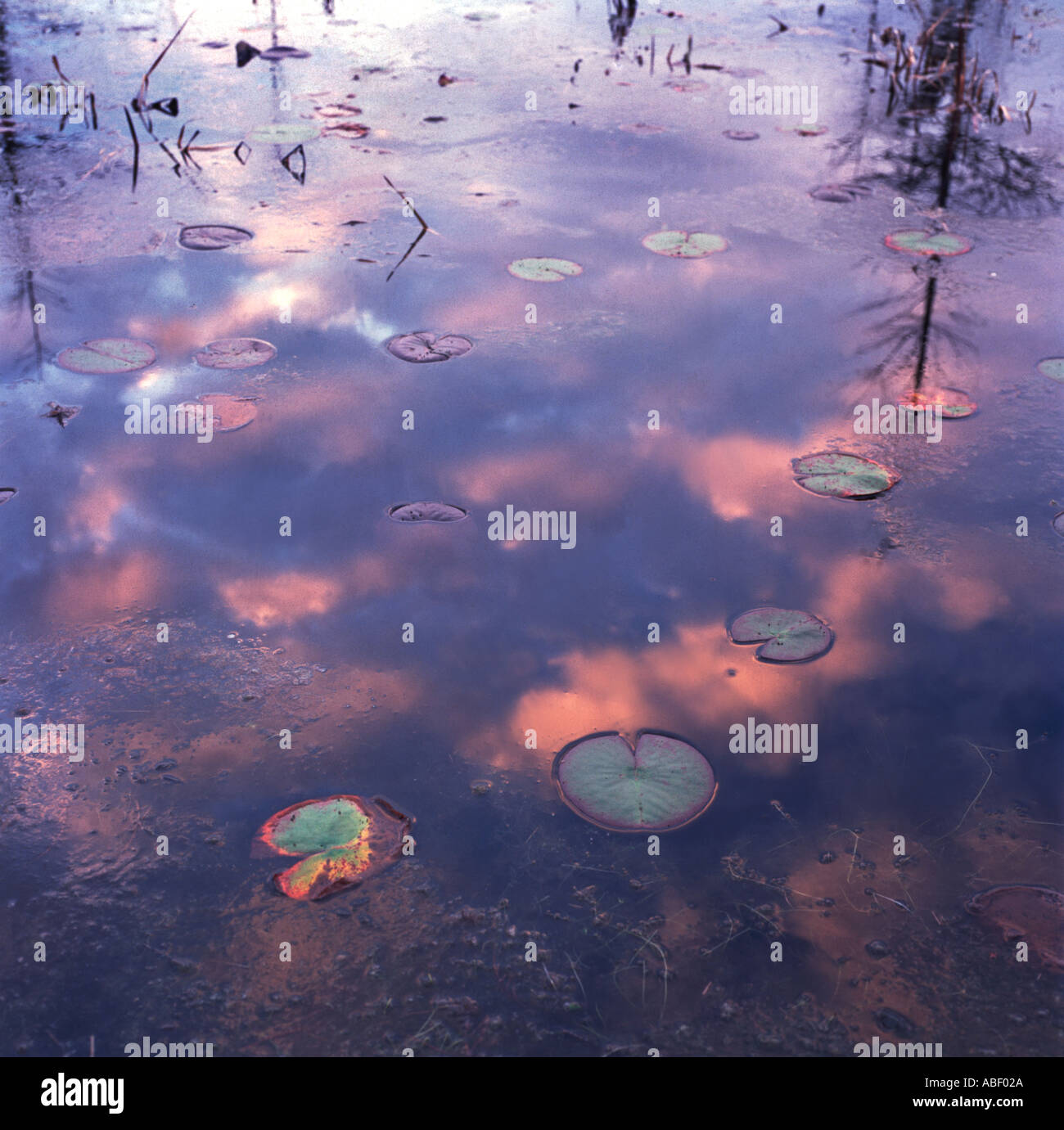 Lily Pad nella palude di acqua di palude con il Cielo di tramonto riflesso Foto Stock