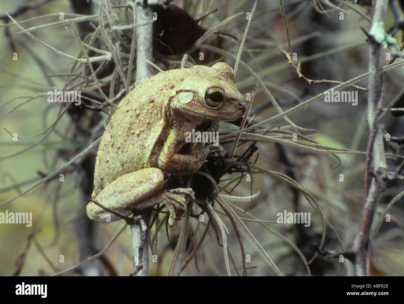 Cuban Raganella seduta sul ramo- osteopilus septentrionalis Foto Stock