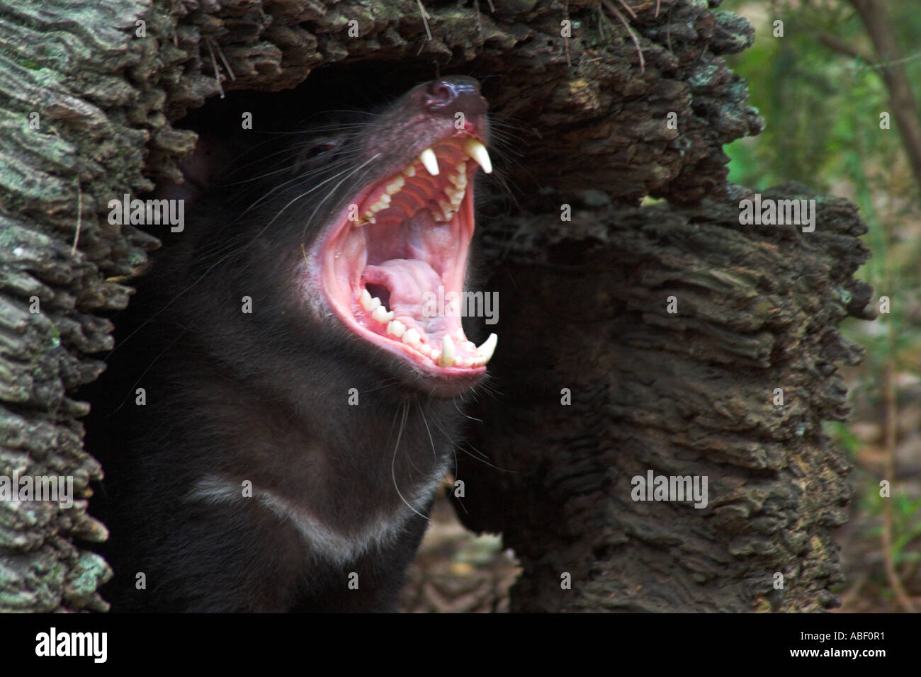 Diavolo della Tasmania sarcophilus laniarius harrisi Foto Stock