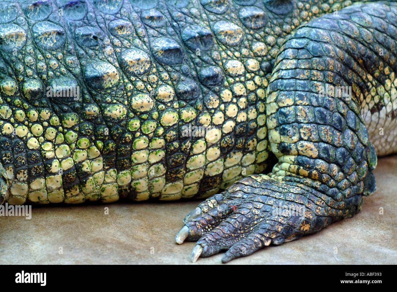 Retro del coccodrillo, il piede della gamba, scale squamosa croc piedi pelle di rettile rettile tailandese tailandia del Sud-est asiatico mostro animale creatura gr Foto Stock