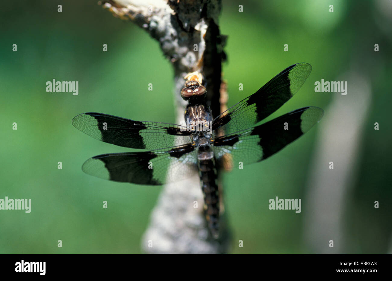 Libertà NH una libellula genere Libellula nei pressi di trota laghetto in libertà NH New Hampshire Regione dei Laghi Foto Stock