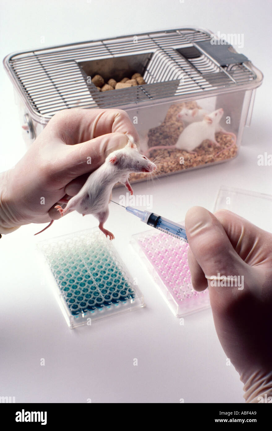 La ricerca animale durante un esperimento di un ricercatore che prepara per iniettare un marrone lab mouse Foto Stock