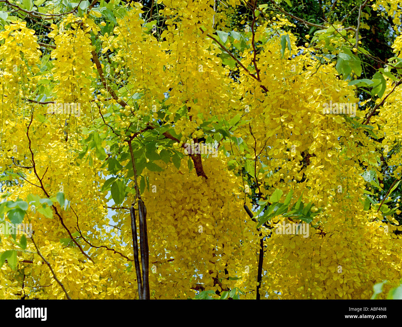 Golden Shower Tree Cassia fistola l'albero ufficiale del Kerala in piena fioritura Foto Stock