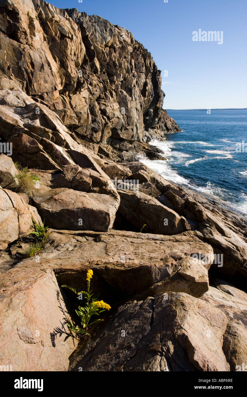 Fioriture di oro nelle rocce sotto le scogliere di grande capo nel Maine s Parco Nazionale di Acadia Foto Stock