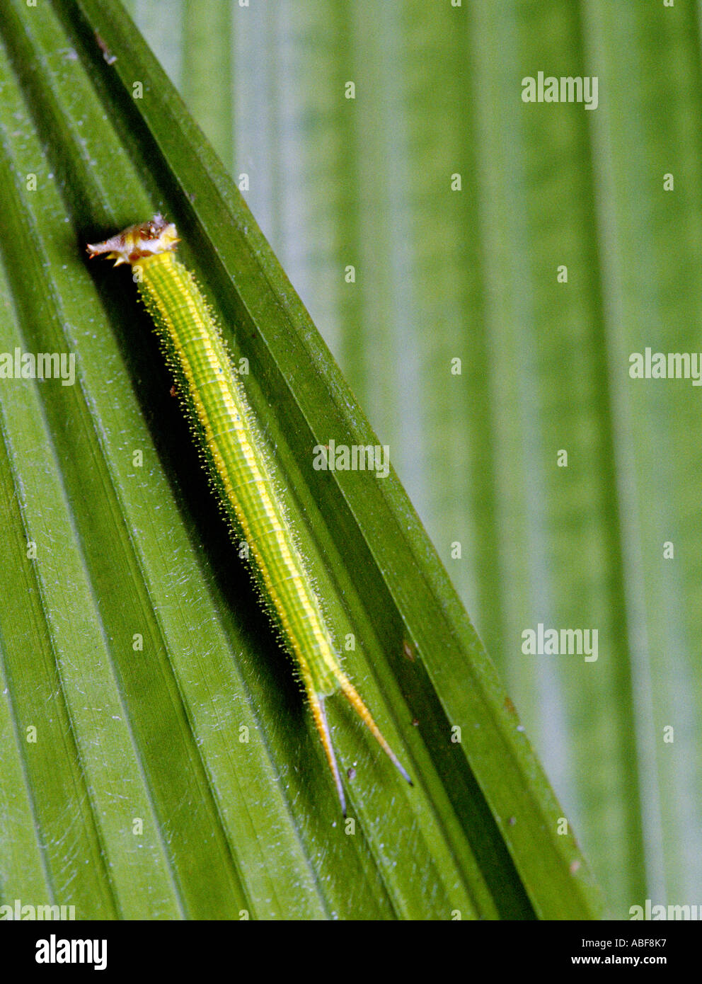 Caterpillar larva di comune Palmfly Nymphalidae Elymnias hypermnestra su ornamentali in foglia di palma Foto Stock