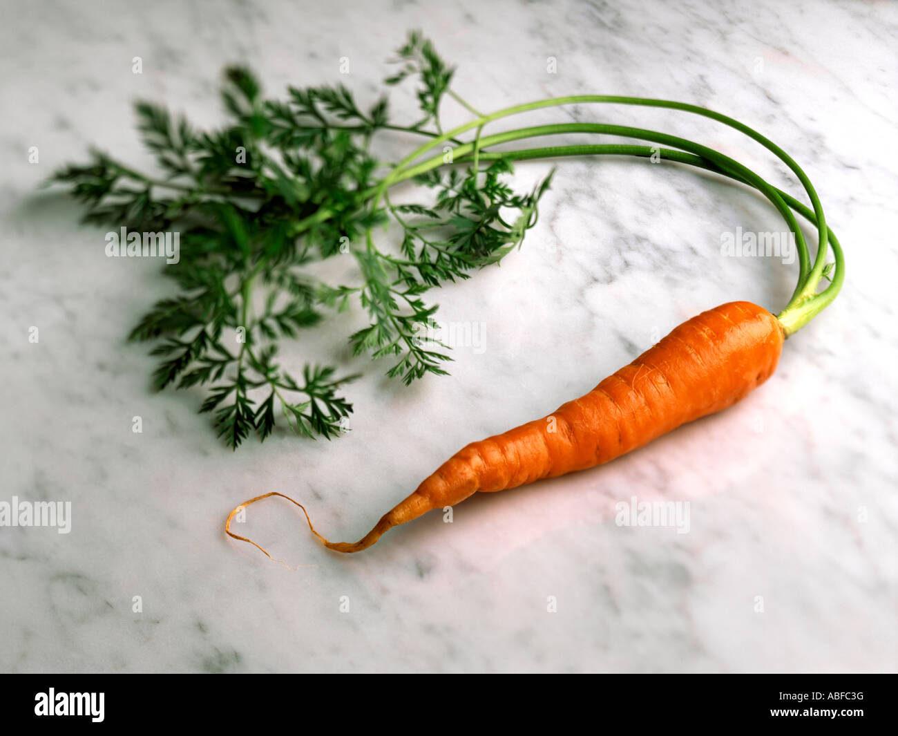 Singola carota fresca con un top verde Foto Stock