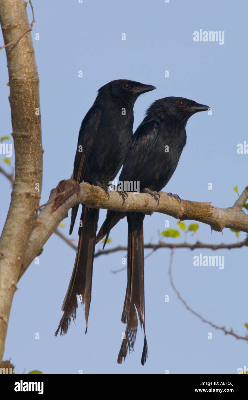 Nero Drongo Dicrurus macrocercus cathoecus Foto Stock