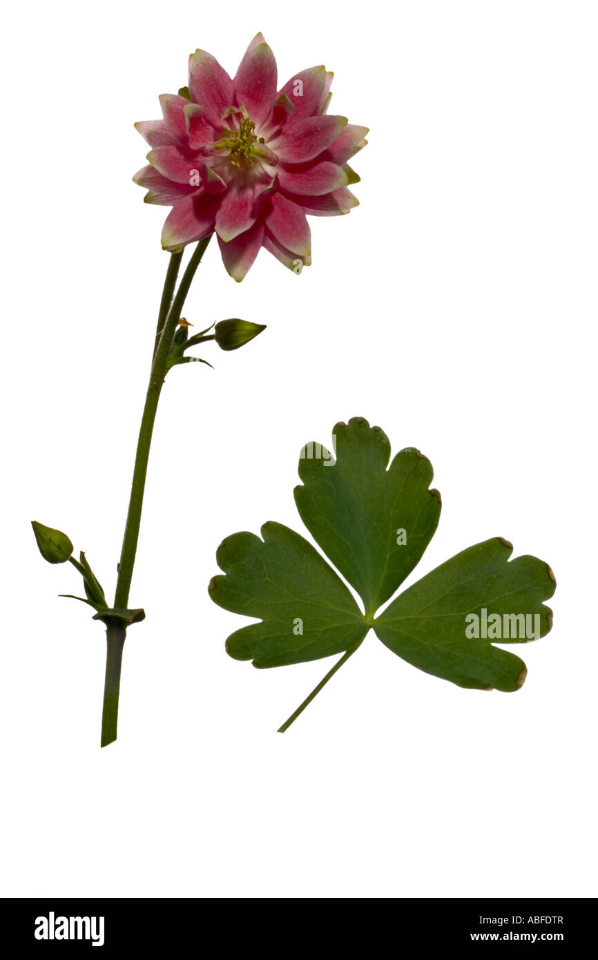 Aquilegia Nora Barlow ritaglio. Flowerhead gemme il gambo e le foglie Surrey in Inghilterra possono Foto Stock