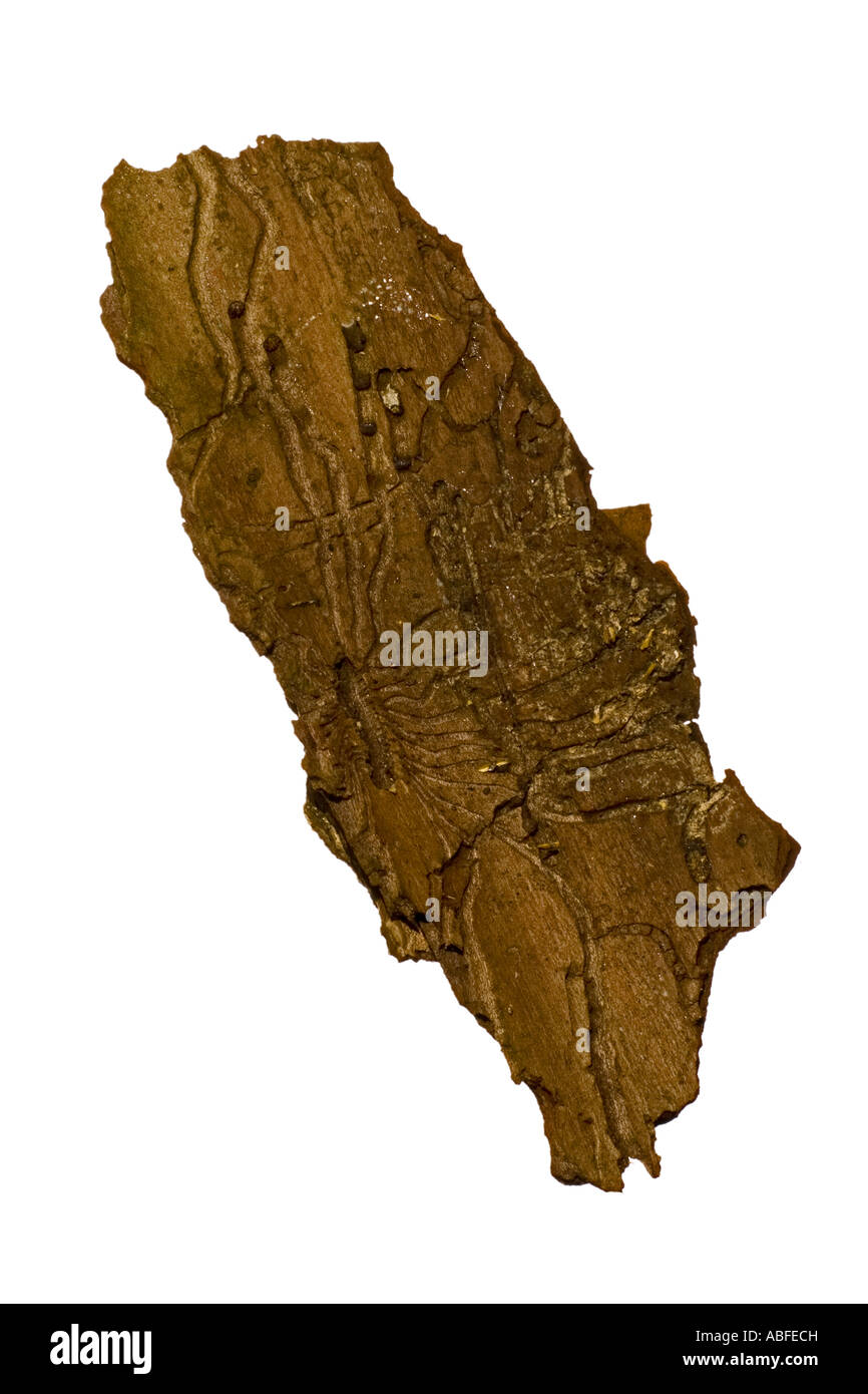 Galleria di Elm Bostrico sotto corteccia Surrey in Inghilterra Foto Stock