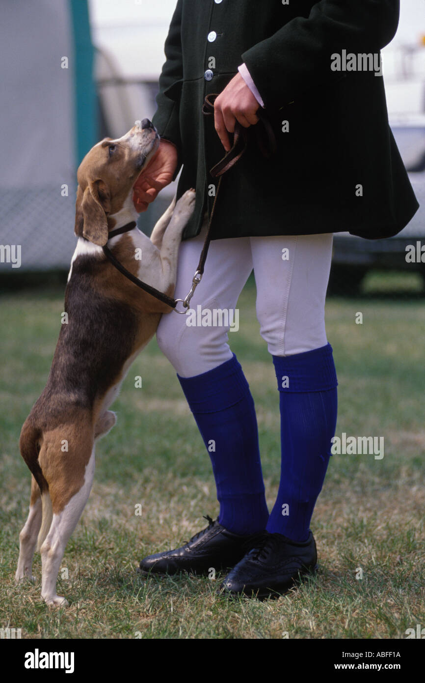 Cucciolo di Beagle con cacciatore, sarà mostrato in un Beagle Puppy Show South of England County Show. Ardingly, Haywards Heath 2000s 2005 HOMER SYKES Foto Stock