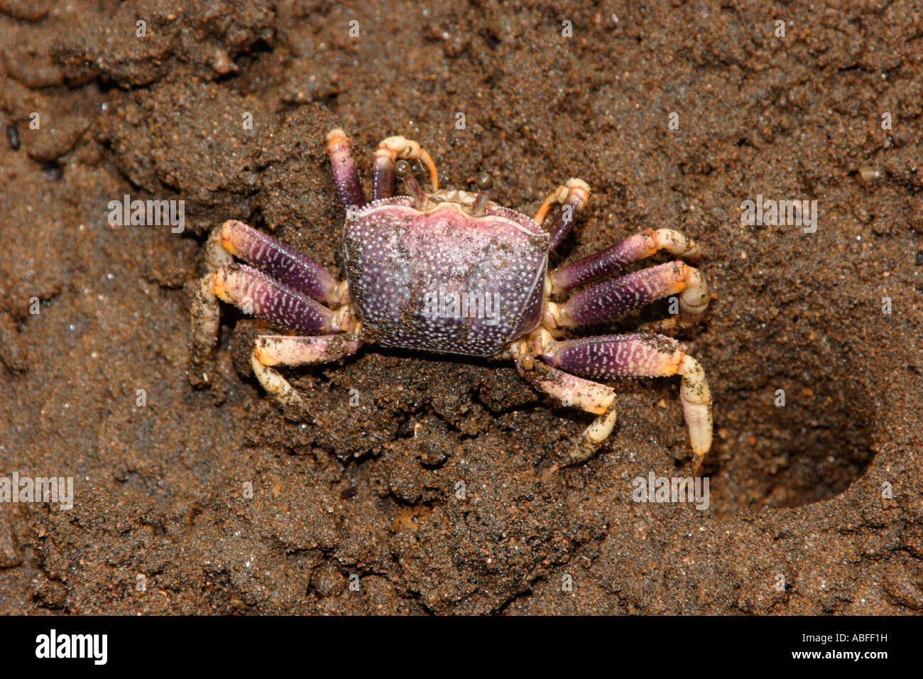 Fiddler crab Uca sp femmina proveniente dalla sua tana Camerun Foto Stock