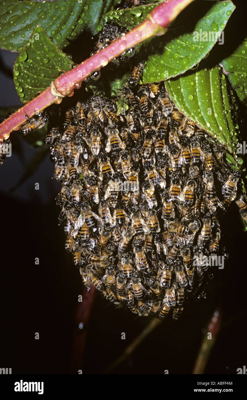 Hive killer Africanised honey bee Apis mellifera Apidae sciame Brasile Foto Stock