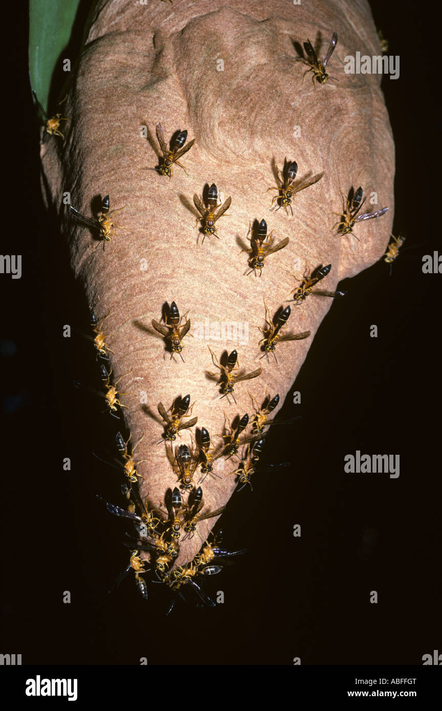 Carta sociale vespe Stelopolybia pallipes Vespidae in posizione difensiva sul loro nido nella foresta pluviale Trinidad Foto Stock