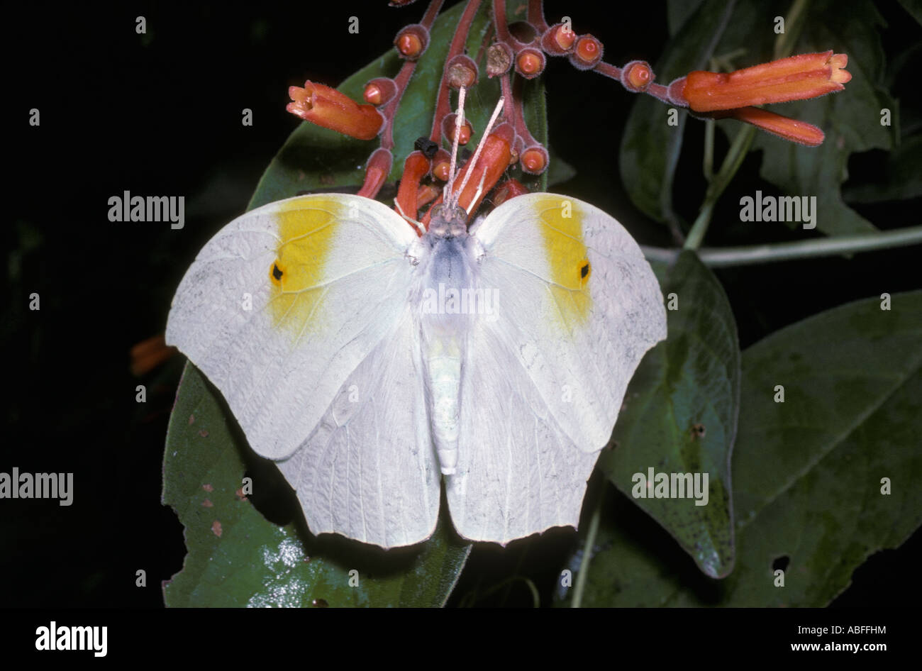 Ghost brimstone butterfly Anteos clorinde Pieridae Messico Foto Stock