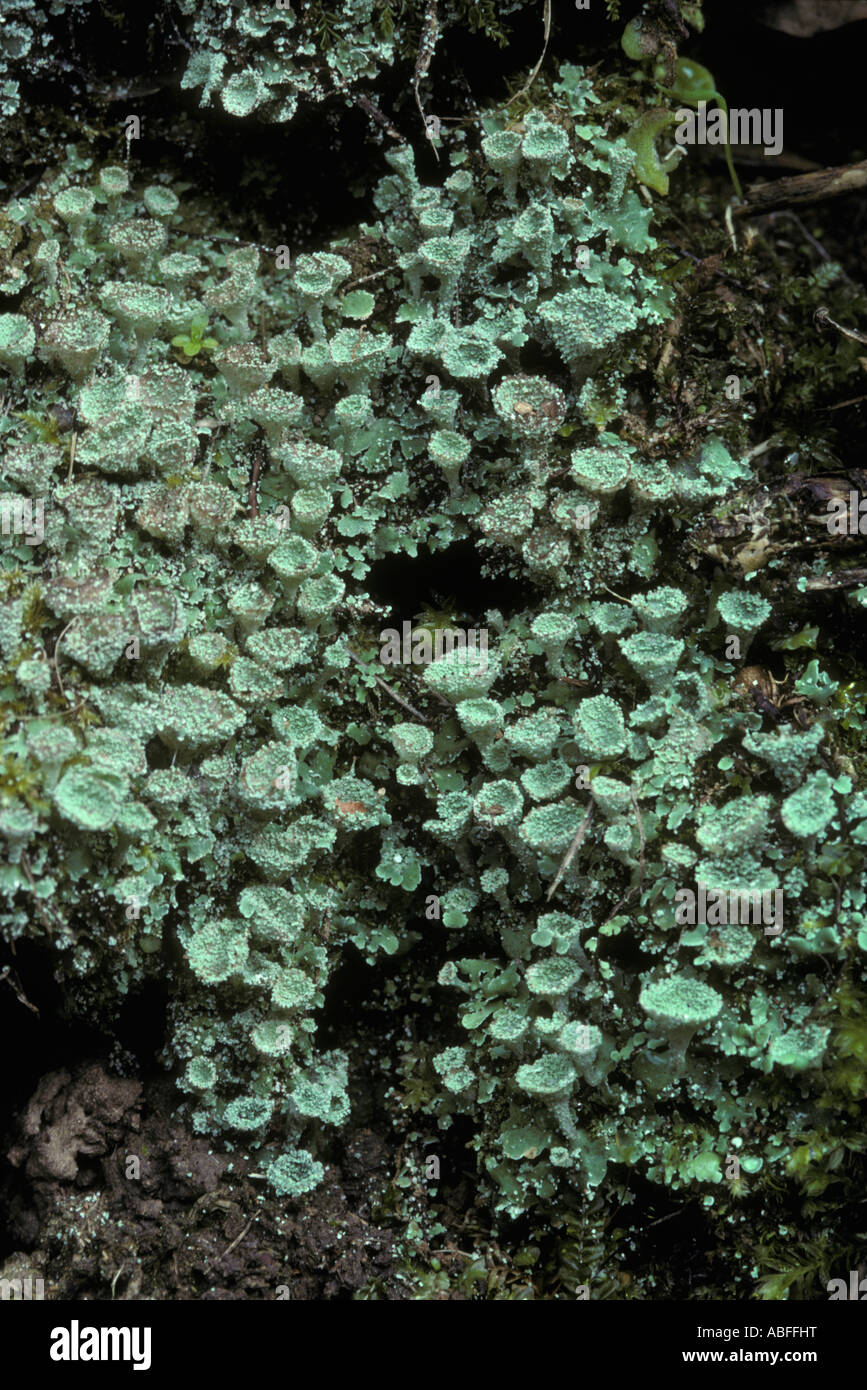 Pixie cup lichen Cladonia pyxidata sul terreno REGNO UNITO Foto Stock