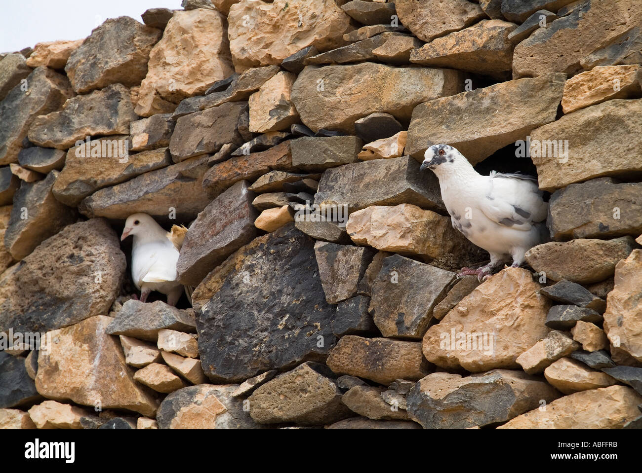 Dh La Alcogida TEFIA FUERTEVENTURA White piccioni in colomba parete cot Eco museo rustico in pietra a secco cote Foto Stock